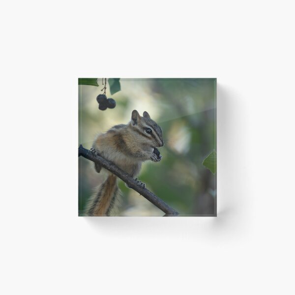 Item preview, Chipmunk balanced on branch while eating a berry designed and sold by lisavonbiela.