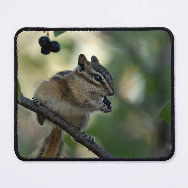 Item preview, Chipmunk balanced on branch while eating a berry designed and sold by lisavonbiela.
