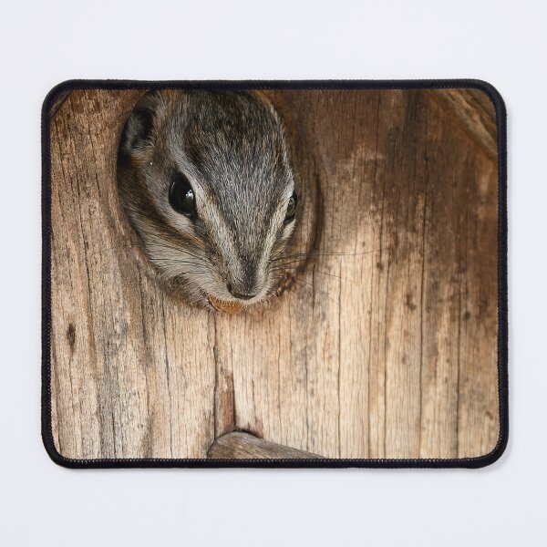 Item preview, Chipmunk peeking out of hole in birdhouse designed and sold by lisavonbiela.