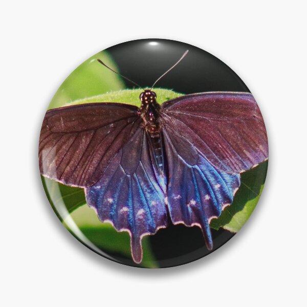Item preview, Pipevine Swallowtail Butterfly designed and sold by PhotoArtbyGrace.