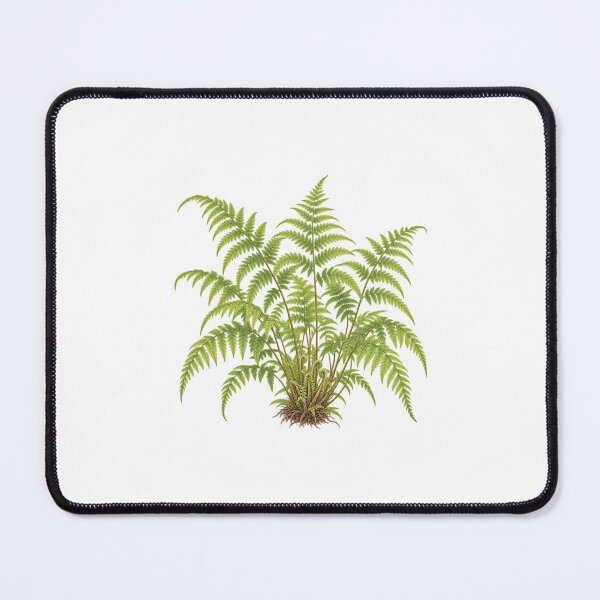 Item preview, New York Fern (Thelypteris noveboracensis) – Detailed Botanical Fern Illustration designed and sold by Ink-Whiskers.