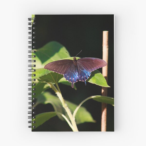 Item preview, Resting Pipevine Swallowtail Butterfly designed and sold by PhotoArtbyGrace.