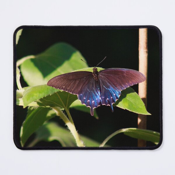 Item preview, Resting Pipevine Swallowtail Butterfly designed and sold by PhotoArtbyGrace.