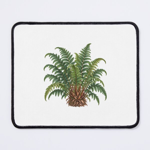 Item preview, Marginal Wood Fern (Dryopteris marginalis) – Detailed Botanical Fern Illustration designed and sold by Ink-Whiskers.