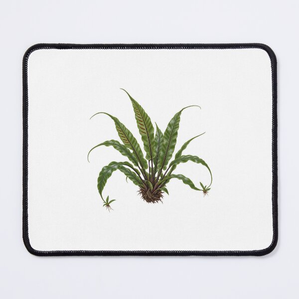 Item preview, Walking Fern (Asplenium rhizophyllum) – Detailed Botanical Fern Illustration designed and sold by Ink-Whiskers.