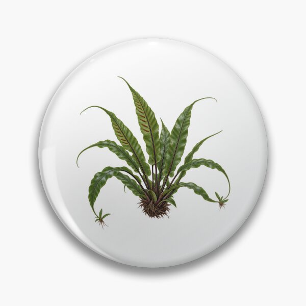 Item preview, Walking Fern (Asplenium rhizophyllum) – Detailed Botanical Fern Illustration designed and sold by Ink-Whiskers.