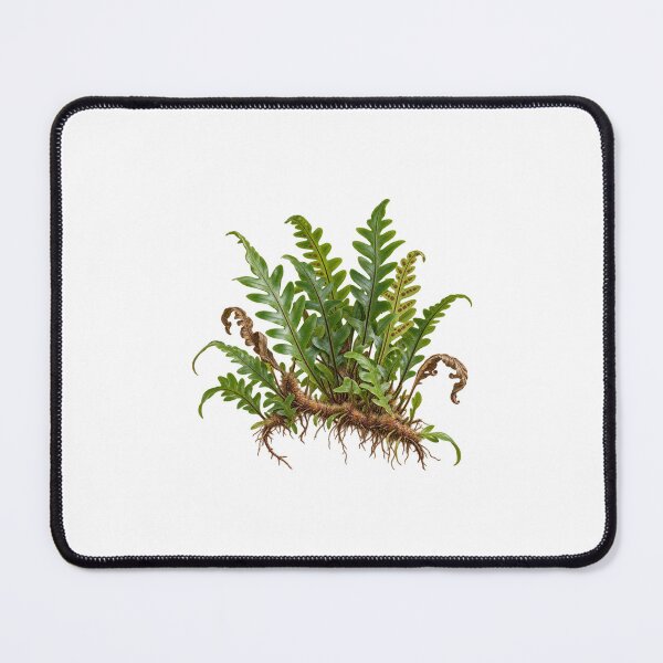 Item preview, Resurrection Fern (Pleopeltis polypodioides) – Detailed Botanical Fern Illustration designed and sold by Ink-Whiskers.