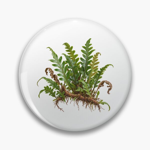 Item preview, Resurrection Fern (Pleopeltis polypodioides) – Detailed Botanical Fern Illustration designed and sold by Ink-Whiskers.