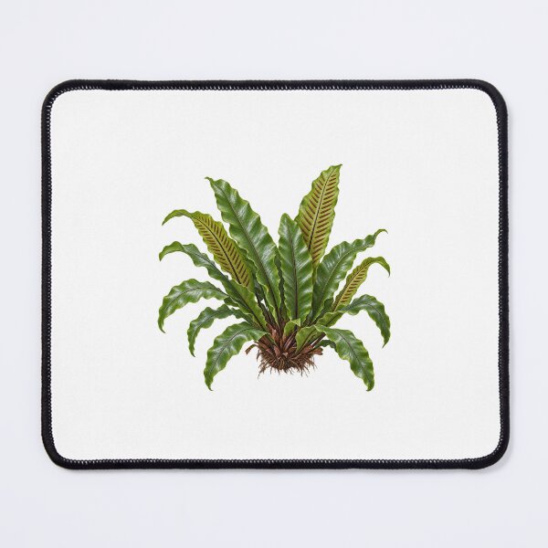Item preview, Hart's Tongue Fern (Asplenium scolopendrium) – Detailed Botanical Fern Illustration designed and sold by Ink-Whiskers.