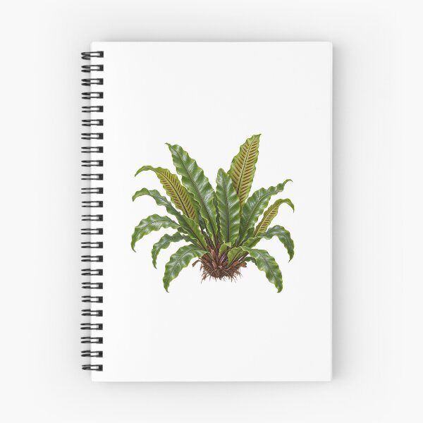 Item preview, Hart's Tongue Fern (Asplenium scolopendrium) – Detailed Botanical Fern Illustration designed and sold by Ink-Whiskers.