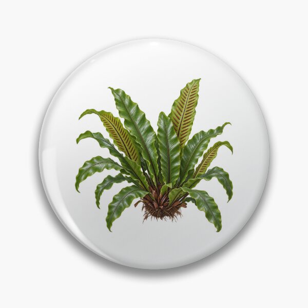 Item preview, Hart's Tongue Fern (Asplenium scolopendrium) – Detailed Botanical Fern Illustration designed and sold by Ink-Whiskers.