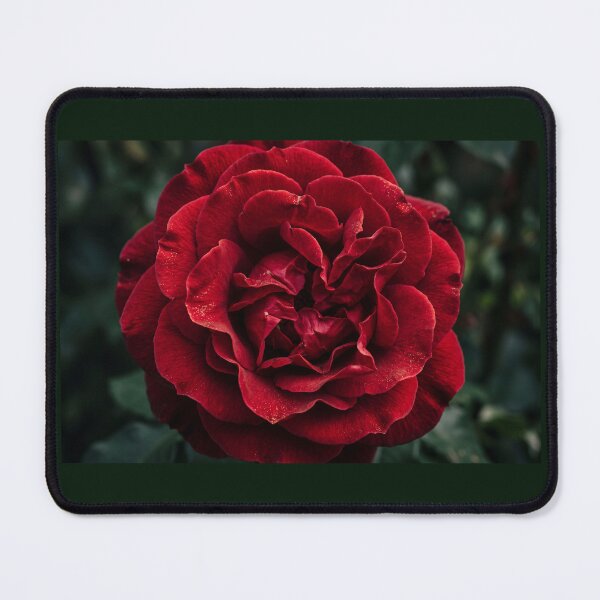 Item preview, Classic Red Rose Bloom designed and sold by amusefullife.