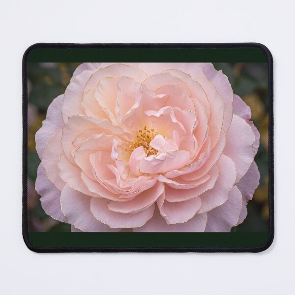 Item preview, Golden Kissed Pink Rose designed and sold by amusefullife.