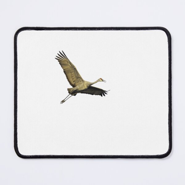 Item preview, Isolated Sandhill Crane 9-25-2026-2  designed and sold by Thomasyoung.