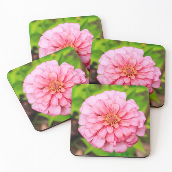 Item preview, Pastel Pink Zinnia designed and sold by PhotoArtbyGrace.
