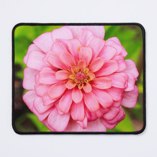 Item preview, Pastel Pink Zinnia designed and sold by PhotoArtbyGrace.