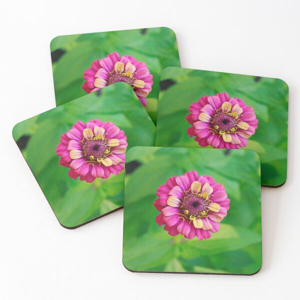 Item preview, Pink and Yellow Zinnia designed and sold by PhotoArtbyGrace.