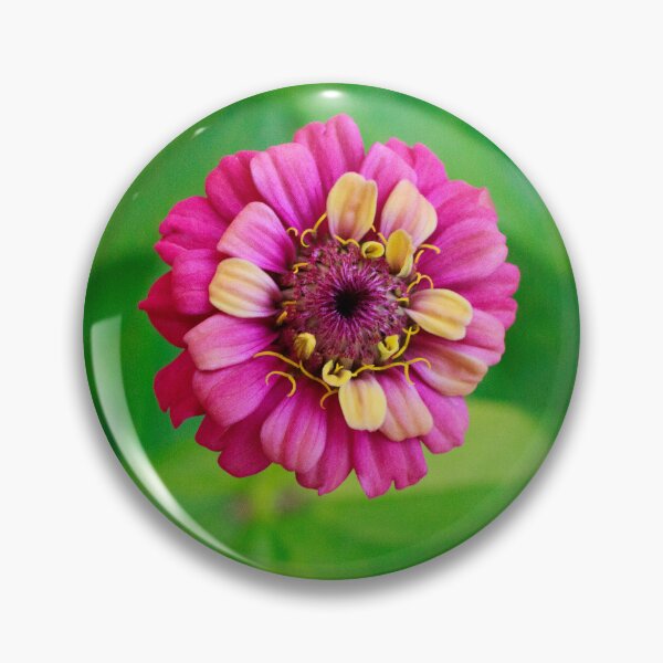 Item preview, Pink and Yellow Zinnia designed and sold by PhotoArtbyGrace.