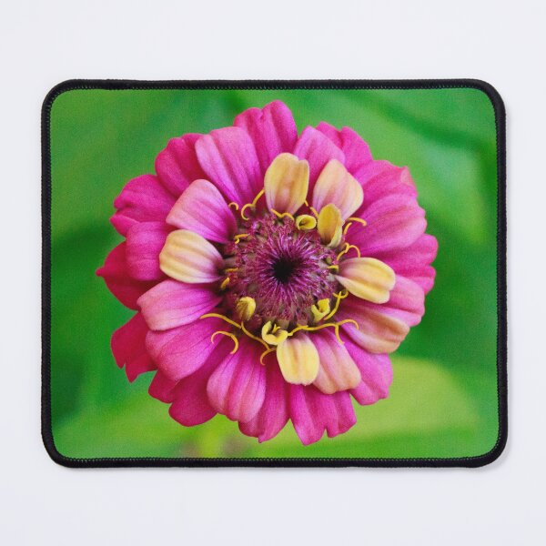 Item preview, Pink and Yellow Zinnia designed and sold by PhotoArtbyGrace.