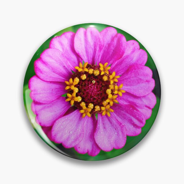 Item preview, Pink and Purple Zinnia Bloom designed and sold by PhotoArtbyGrace.