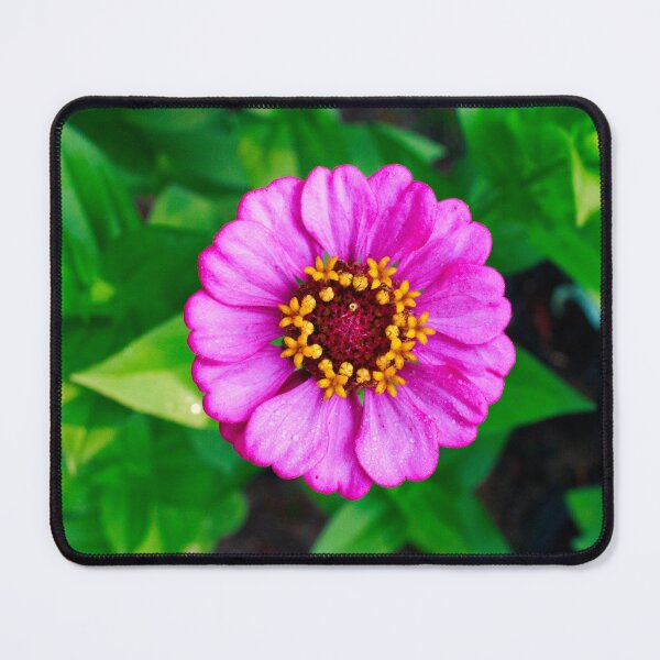 Item preview, Pink and Purple Zinnia Bloom designed and sold by PhotoArtbyGrace.