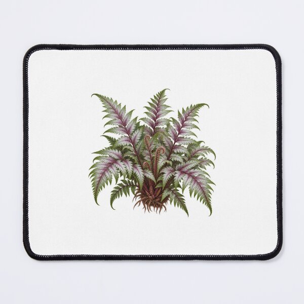Item preview, Japanese Painted Fern (Athyrium niponicum var. pictum) – Detailed Botanical Fern Illustration designed and sold by Ink-Whiskers.
