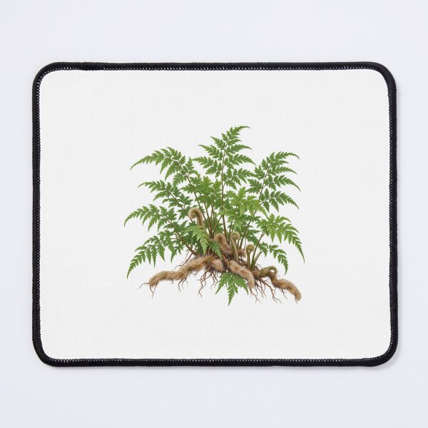 Item preview, Rabbit's Foot Fern (Davallia fejeensis) – Detailed Botanical Fern Illustration designed and sold by Ink-Whiskers.
