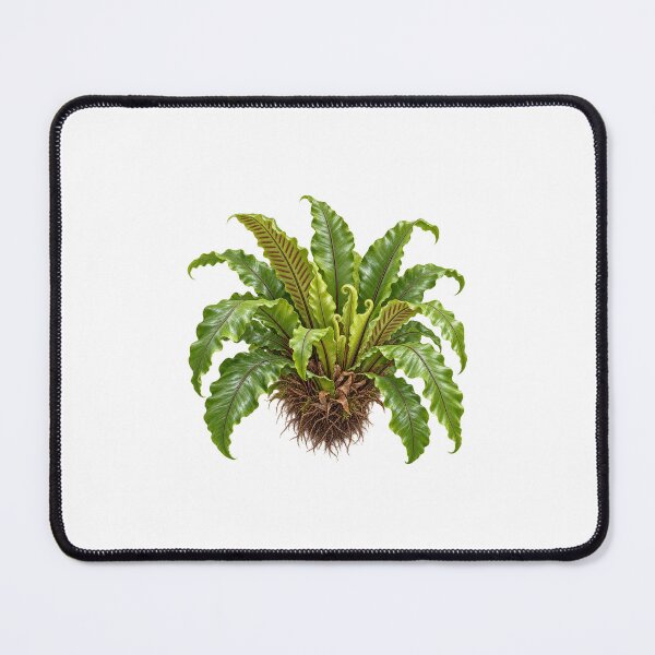 Item preview, Bird's Nest Fern (Asplenium nidus) – Detailed Botanical Fern Illustration designed and sold by Ink-Whiskers.
