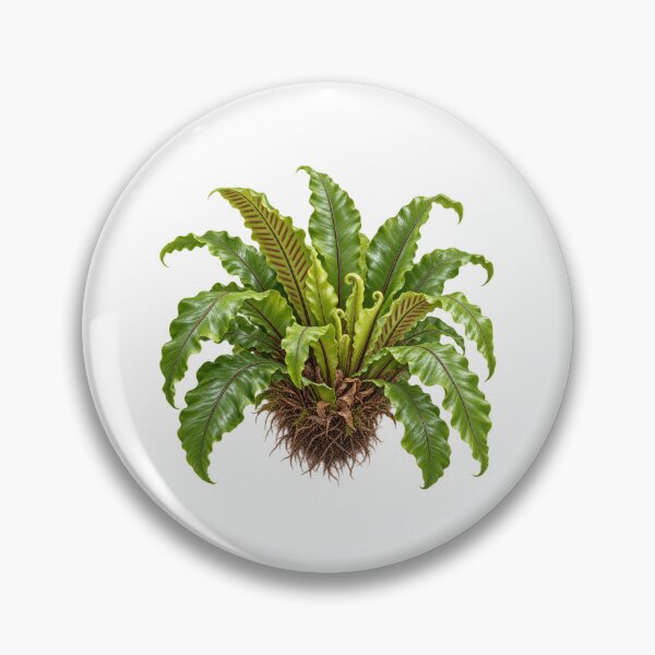 Item preview, Bird's Nest Fern (Asplenium nidus) – Detailed Botanical Fern Illustration designed and sold by Ink-Whiskers.