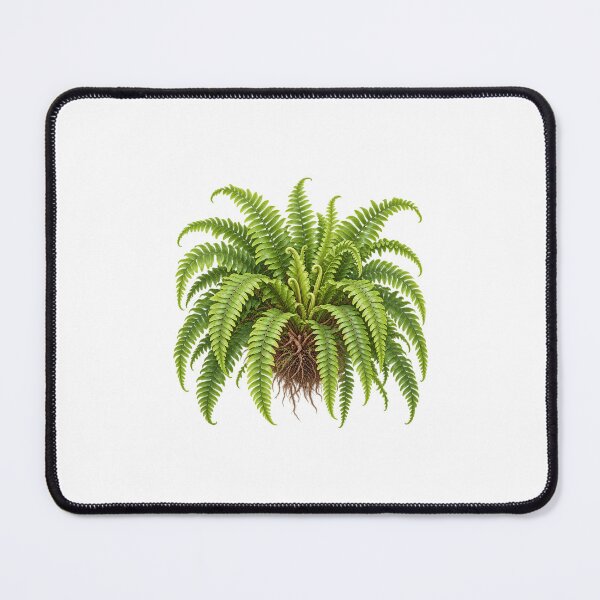 Item preview, Boston Fern (Nephrolepis exaltata ‘Bostoniensis’) – Detailed Botanical Fern Illustration designed and sold by Ink-Whiskers.