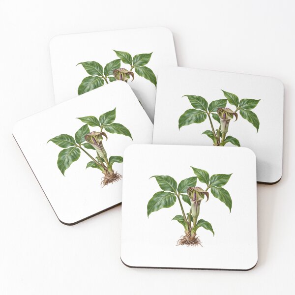 Item preview, Jack-in-the-Pulpit (Arisaema triphyllum) – Detailed Botanical Wildflower Illustration designed and sold by Ink-Whiskers.