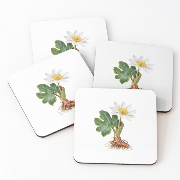 Item preview, Bloodroot (Sanguinaria canadensis) – Detailed Botanical Wildflower Illustration designed and sold by Ink-Whiskers.