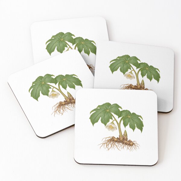 Item preview, Mayapple (Podophyllum peltatum) – Detailed Botanical Wildflower Illustration designed and sold by Ink-Whiskers.