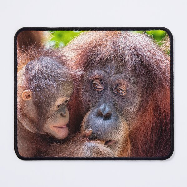 Item preview, Orang Utans 09 designed and sold by photograham.