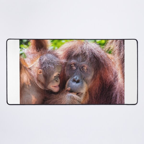 Item preview, Orang Utans 09 designed and sold by photograham.