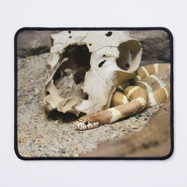 Item preview, California Kingsnake With Skull designed and sold by Creek Nymph Photography.