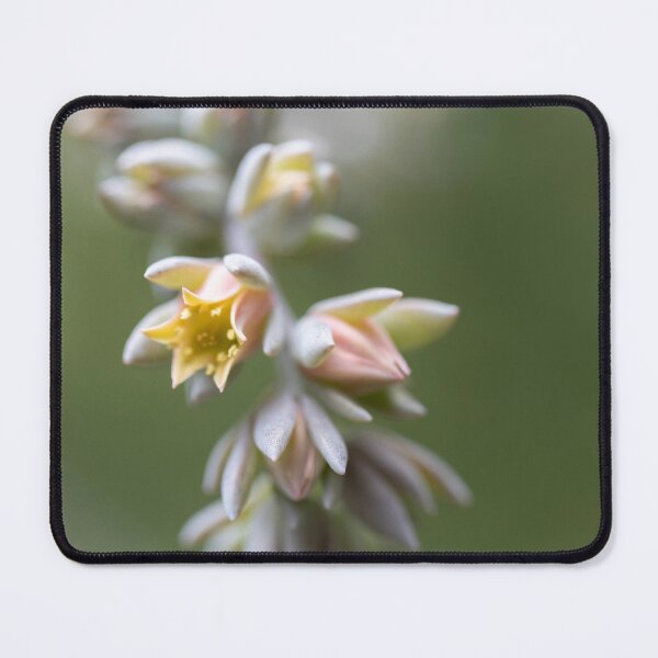 Item preview, Succulent Delight designed and sold by PicassosParadox.