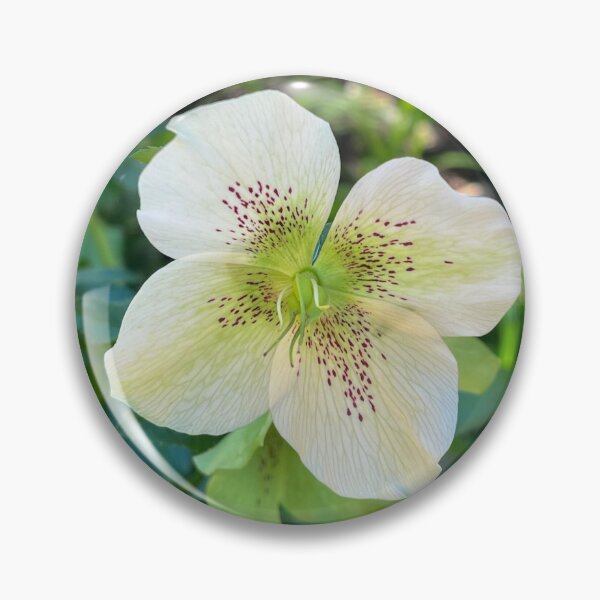 Item preview, White Hellebore with Burgundy Speckles designed and sold by Be Captured by Brittany Emma.
