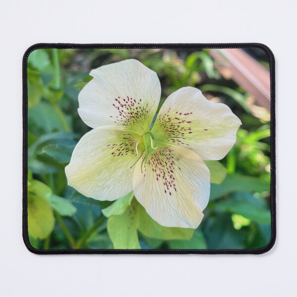 Item preview, White Hellebore with Burgundy Speckles designed and sold by Be Captured by Brittany Emma.