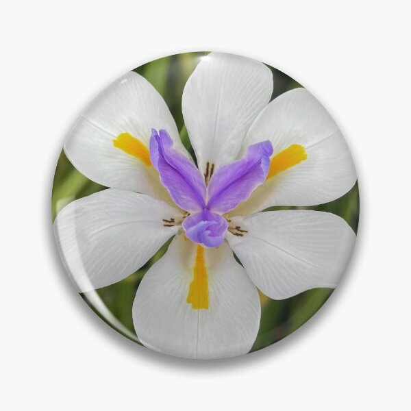 Item preview, White African Iris with Purple and Yellow Centre designed and sold by Be Captured by Brittany Emma.