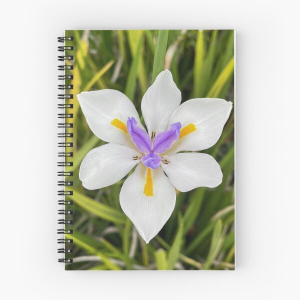 Item preview, White African Iris with Purple and Yellow Centre designed and sold by Be Captured by Brittany Emma.