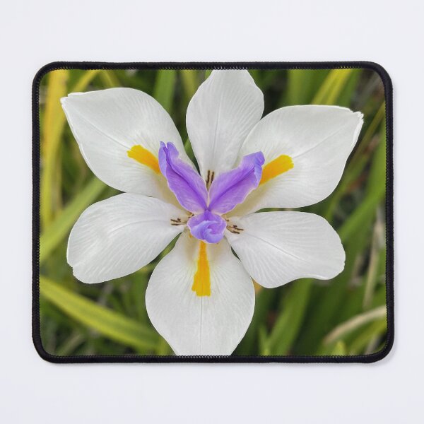 Item preview, White African Iris with Purple and Yellow Centre designed and sold by Be Captured by Brittany Emma.