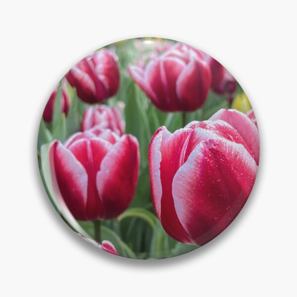 Item preview, Red and White Tulips with Water Droplets designed and sold by Be Captured by Brittany Emma.