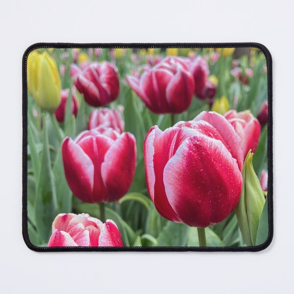 Item preview, Red and White Tulips with Water Droplets designed and sold by Be Captured by Brittany Emma.