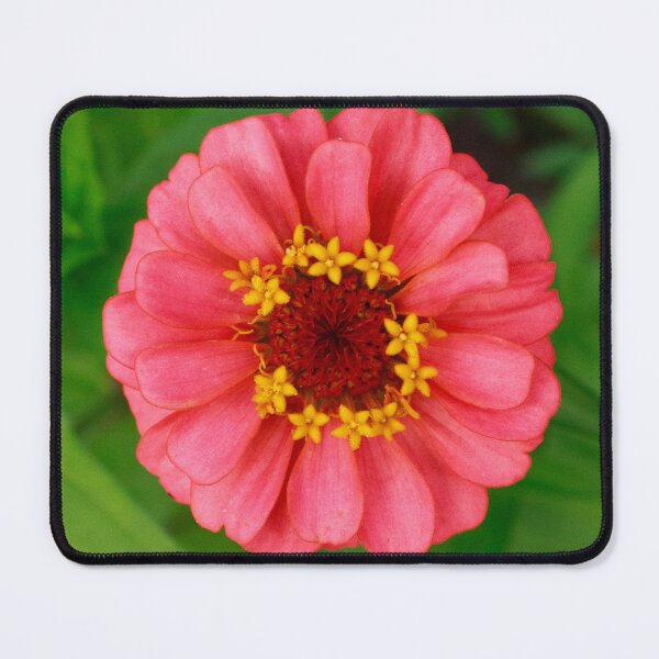 Item preview, Light Pink Zinnia designed and sold by PhotoArtbyGrace.