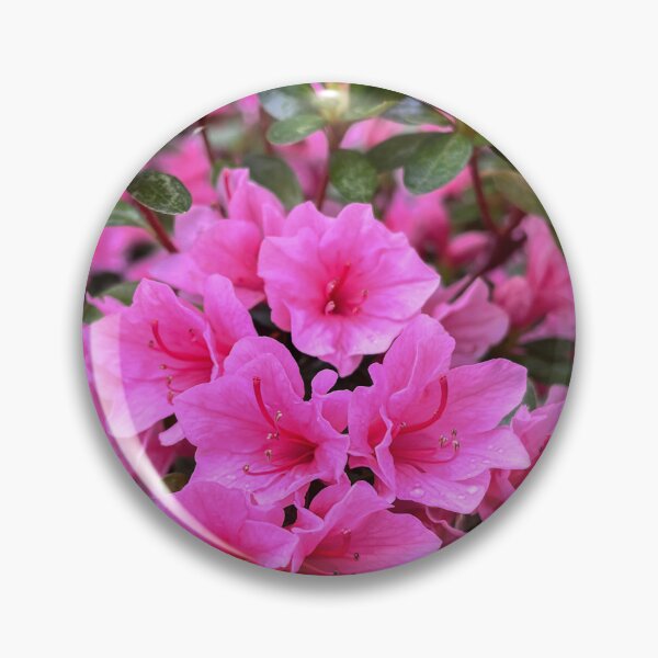 Item preview, Bright Pink Azalea Flowers in Bloom designed and sold by Be Captured by Brittany Emma.