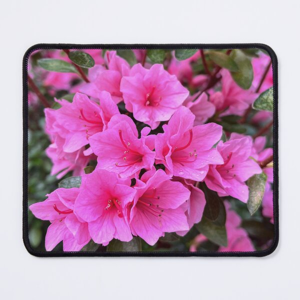 Item preview, Bright Pink Azalea Flowers in Bloom designed and sold by Be Captured by Brittany Emma.