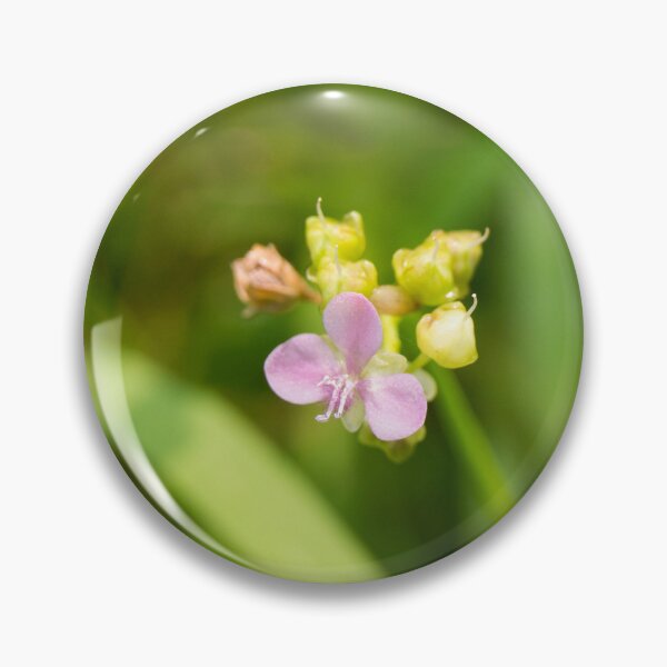 Item preview, dewflower or doveweed designed and sold by ROSE ANN BANILAR.