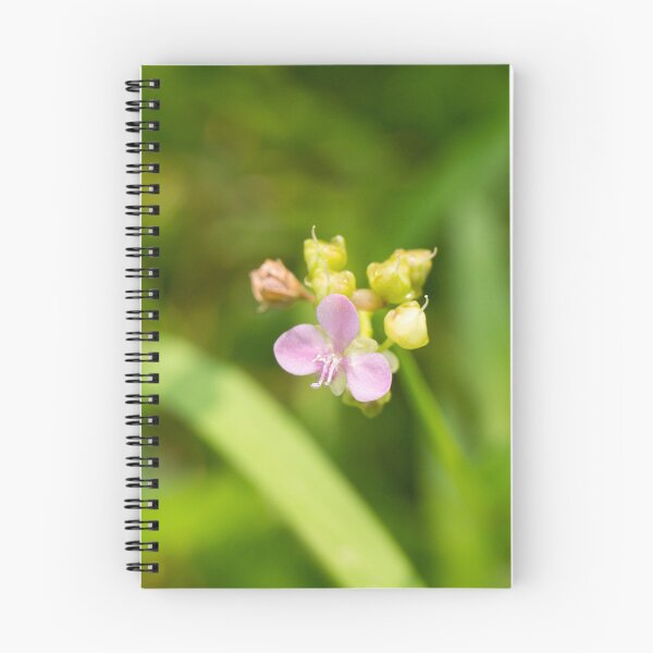 Item preview, dewflower or doveweed designed and sold by ROSE ANN BANILAR.