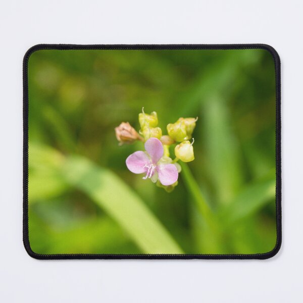 Item preview, dewflower or doveweed designed and sold by ROSE ANN BANILAR.